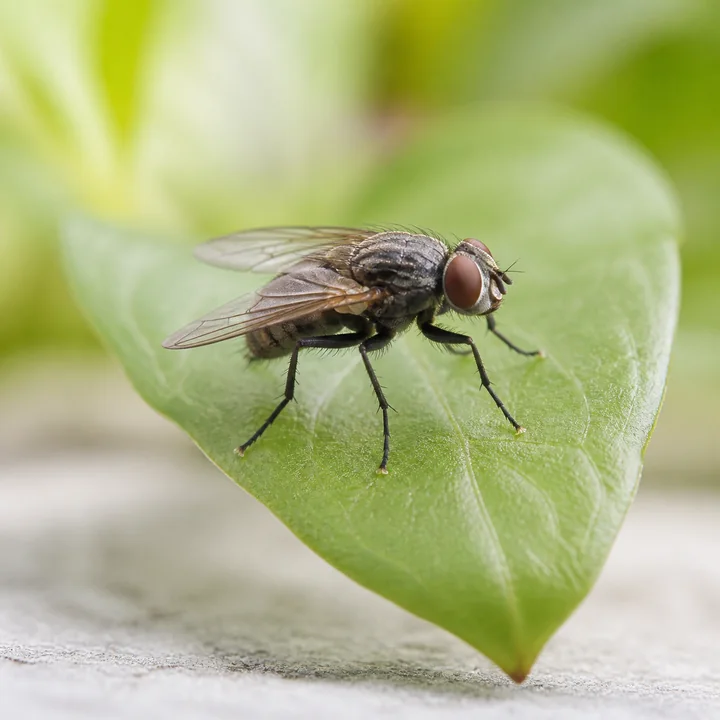 蝇类防制